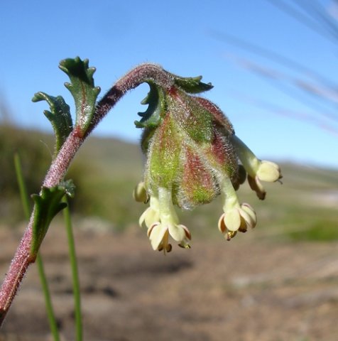 Glumicalyx lesuticus inflorescence from behind